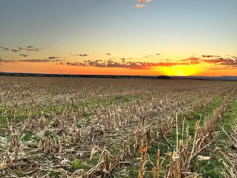 Two hunters proudly posing with their duck and geese they shot after another successfull hunting expedition